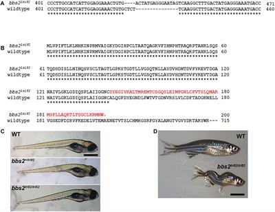 Cone Photoreceptor Degeneration and Neuroinflammation in the Zebrafish Bardet-Biedl Syndrome 2 (bbs2) Mutant Does Not Lead to Retinal Regeneration